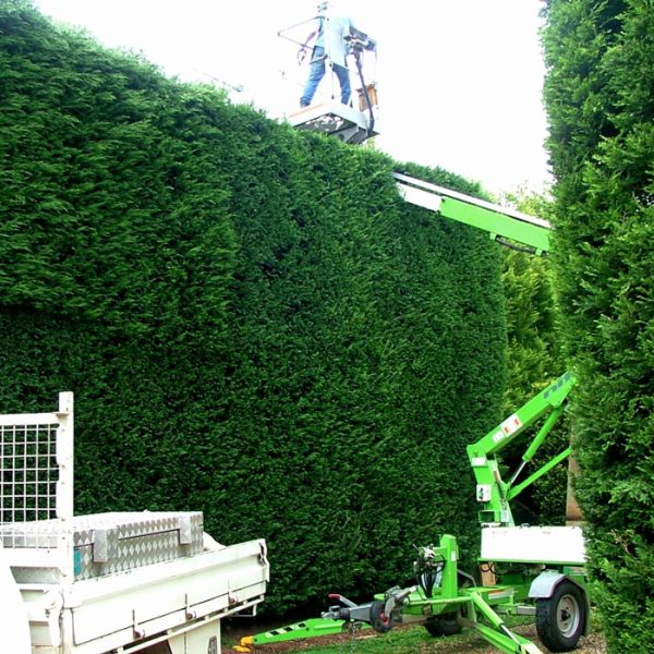 hedge-trimming-from-lift-2