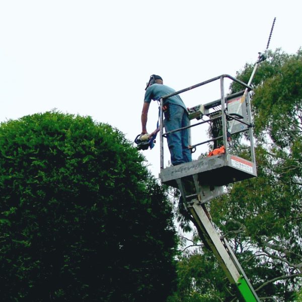 hedge-trimming-from-lift