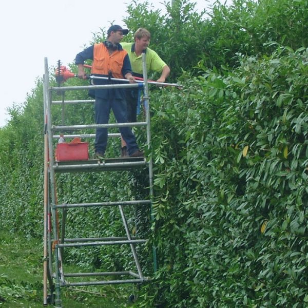 hedge-trimming-from-scaffold