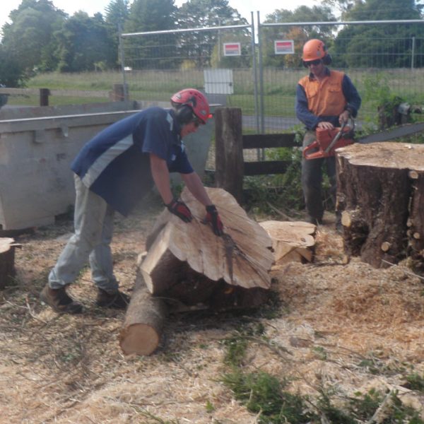 timber-cutting-1